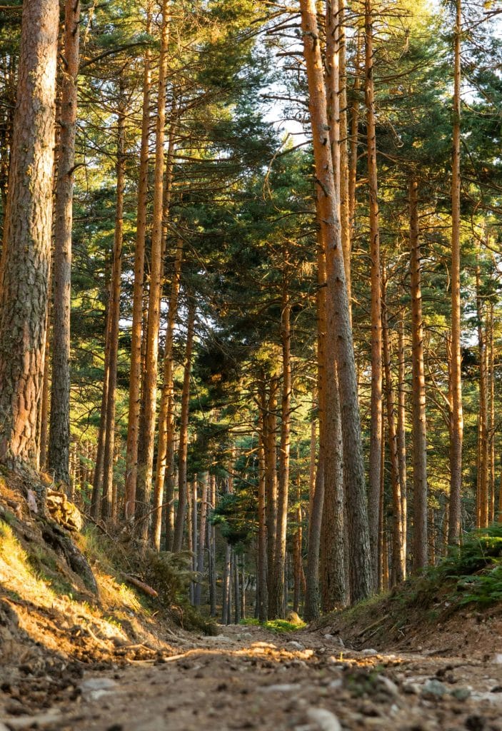 pine